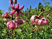 02 Giglio martagone (Lilium martagon) 